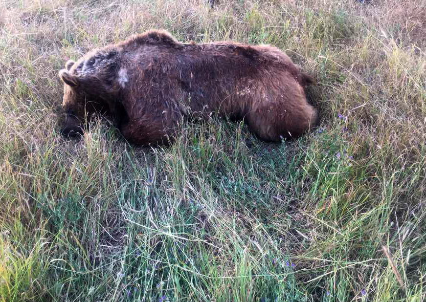 کشته شدن یک قلاده خرس قهوه ای طی شکار غیرمجاز در اهر