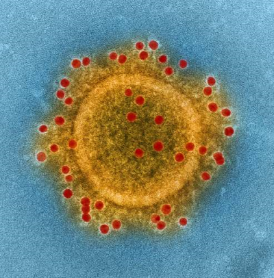 دو سویه جهش یافته از کروناویروس در جهان منتشر شده است